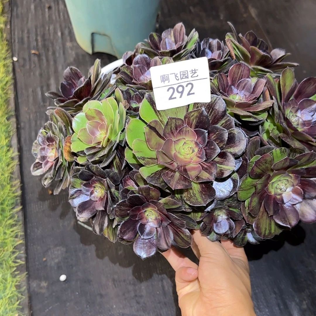 292多肉  墨染法师福利捧花