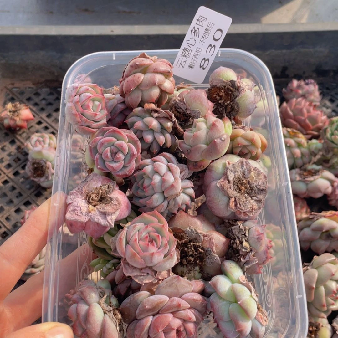 云糖心多肉植物830