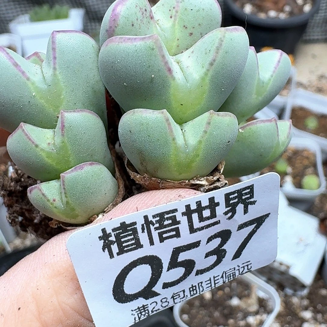 多肉植物的人生法g