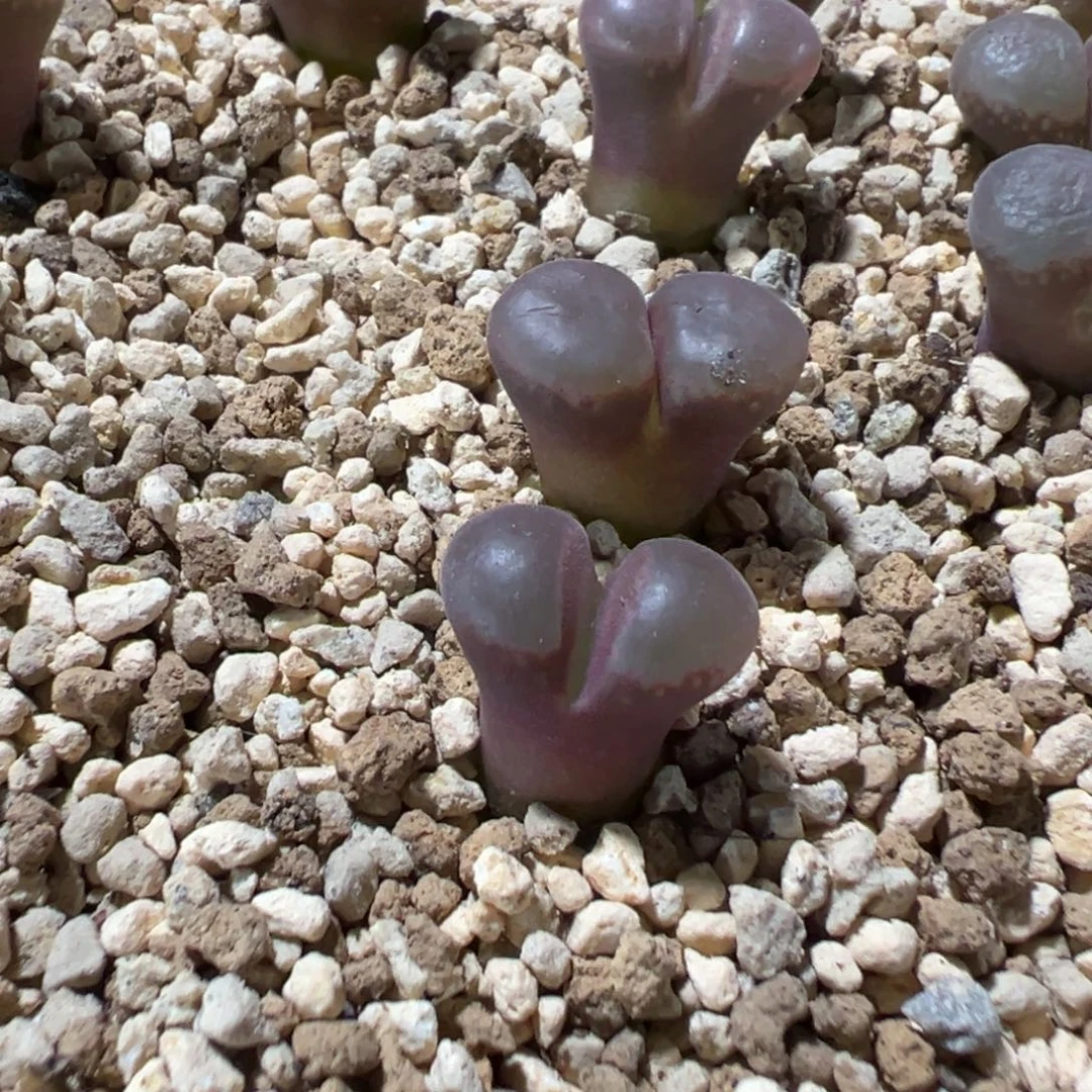 9-08量拍紫霞仙子风铃5颗