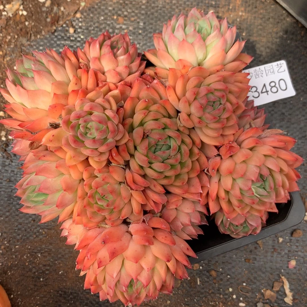 3480杂交精品基地17厘米