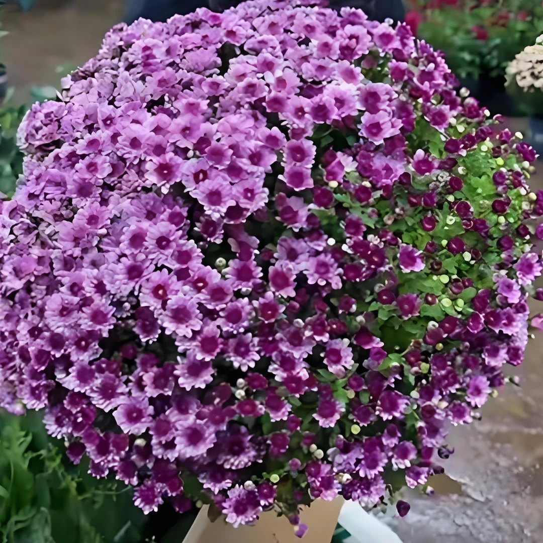 草莓甜心超大蓬头千头菊，适合花园庭院阳台栽种，易爆花