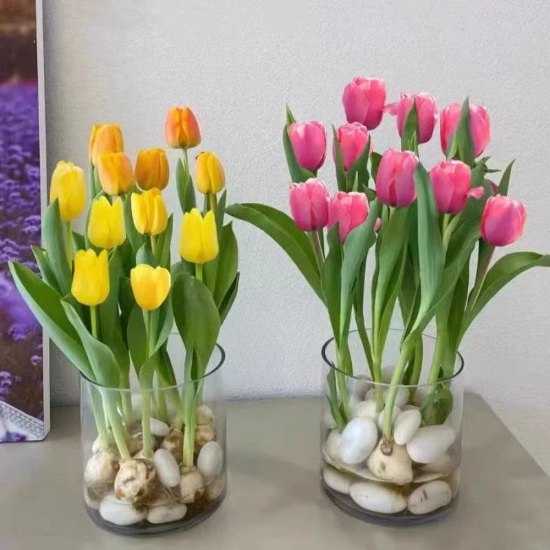 荷兰进口郁金香种球水培水养耐寒花卉花种子植物室内阳台土培盆栽