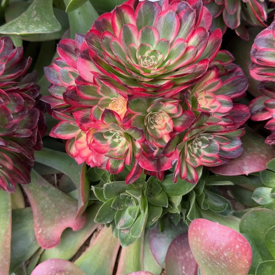 澳**园海神多肉植物71号法师