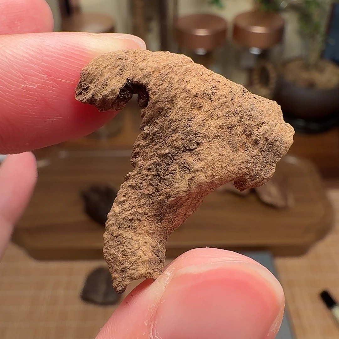 沉香海南鸡母虫漏