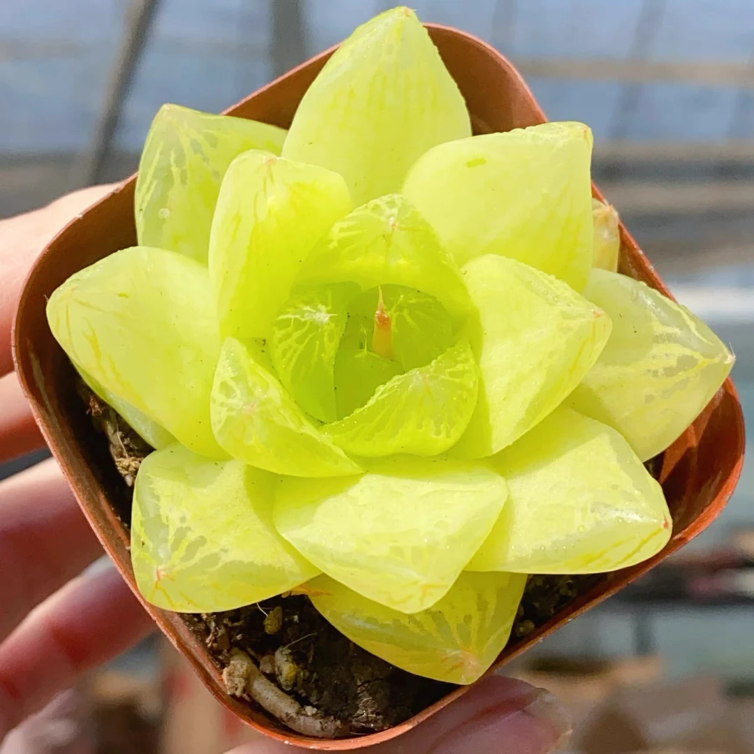 黄金凝脂菊 多肉系列 喜水不喜阳 室内盆栽