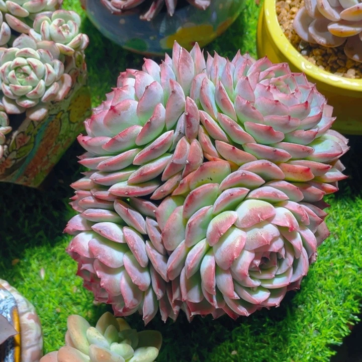 谢谢你的支持0000025.9