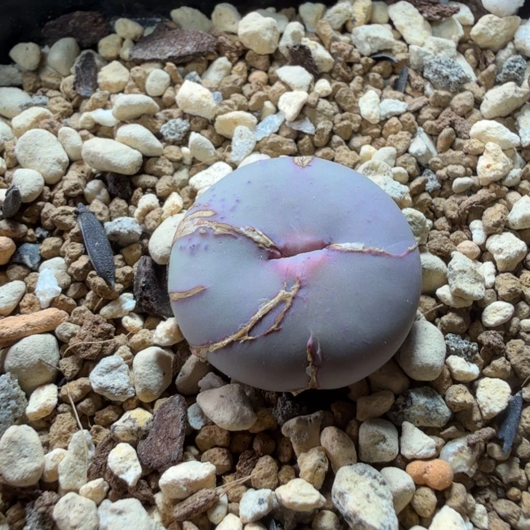 吧*?9-23-c4 吧啦宝宝 v嘴sp