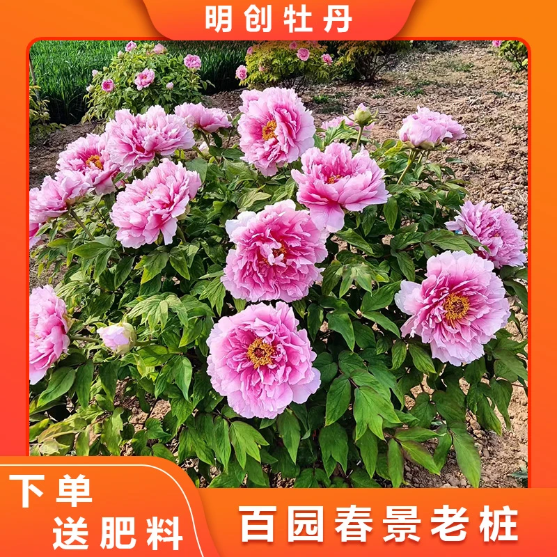 【百园春景】粉色系重瓣大花老桩牡丹春季开花庭院种植
