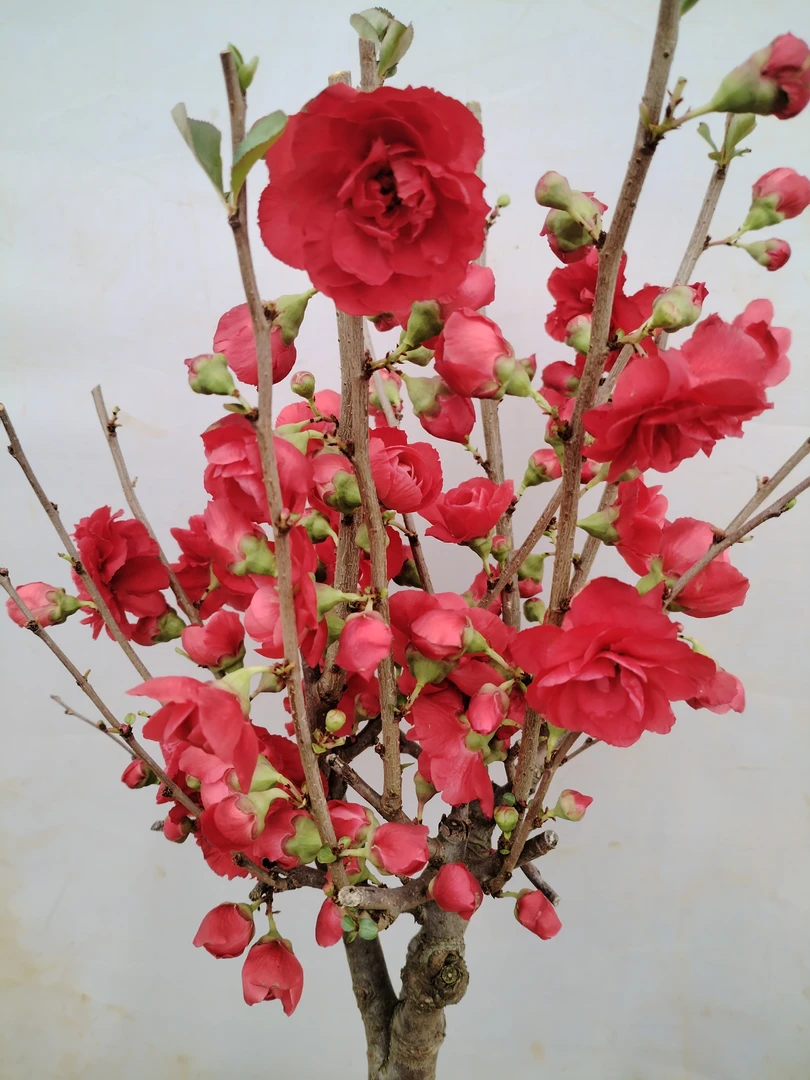 （黑牡丹海棠）海棠花深红色大红花