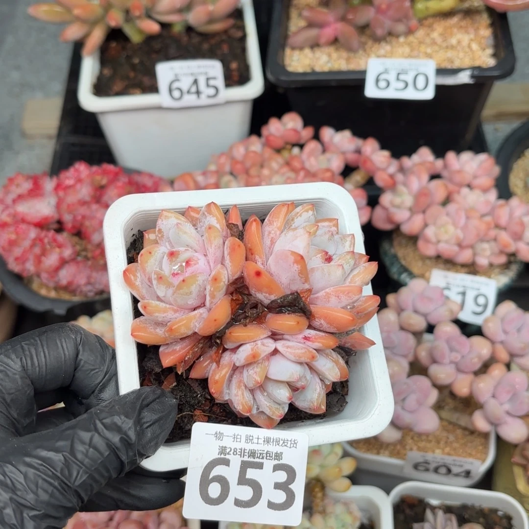 橙梦露三头无盆土发货