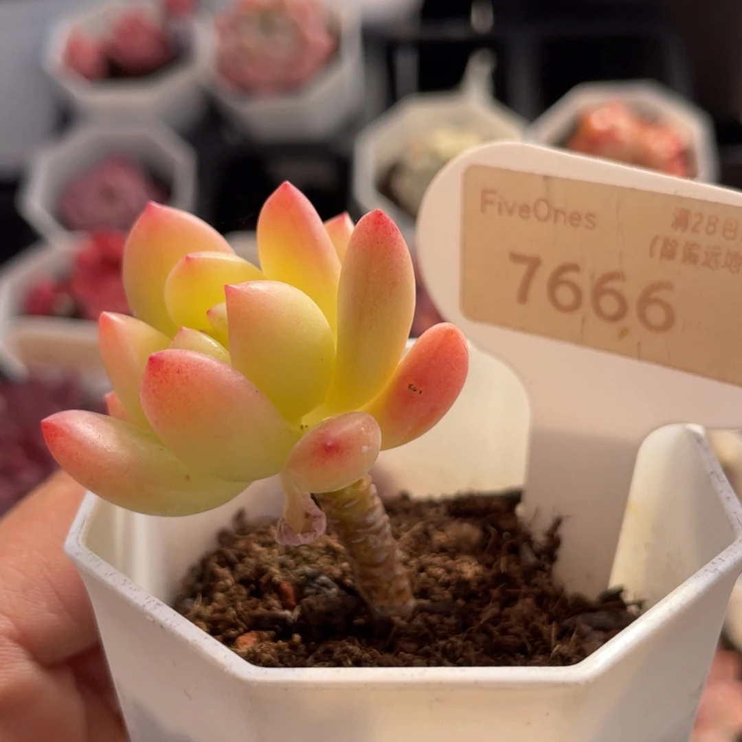 ****春萌7666-4.0厘米