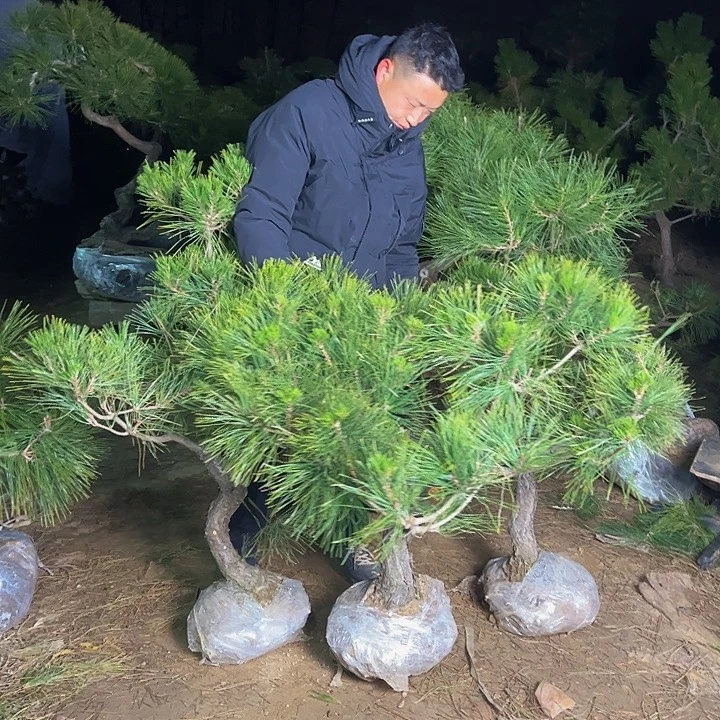 余***白环岛园林黑松直播