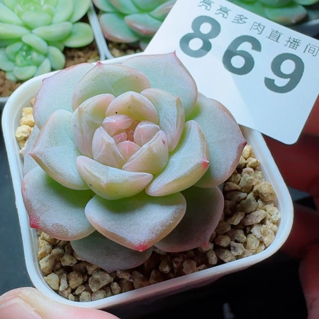 高冰            精美多肉植物