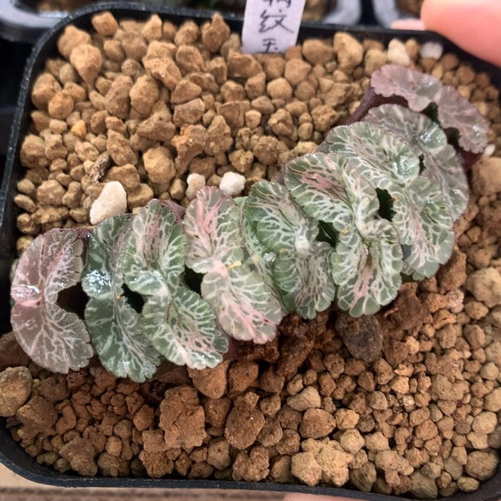 满纹玉扇一物一拍