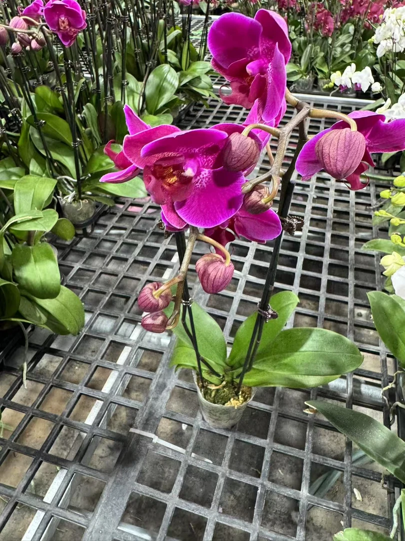 蝴蝶兰【斯泰伦博斯】昆明直发