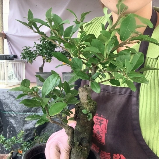 无花朵胭脂算盘。