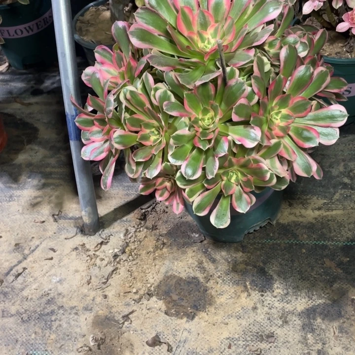 16妖月多肉多肉植物多肉