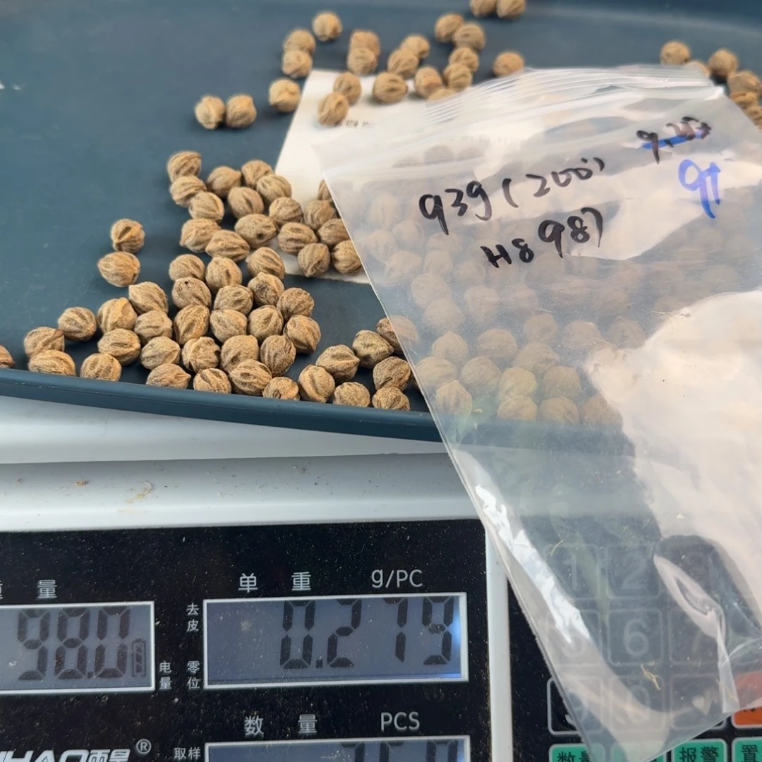 弓***姓柏香籽/百香籽吊坠93克9+H8987