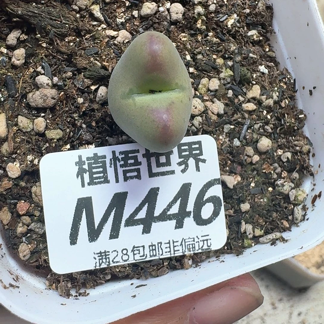多肉植物多肉植物e