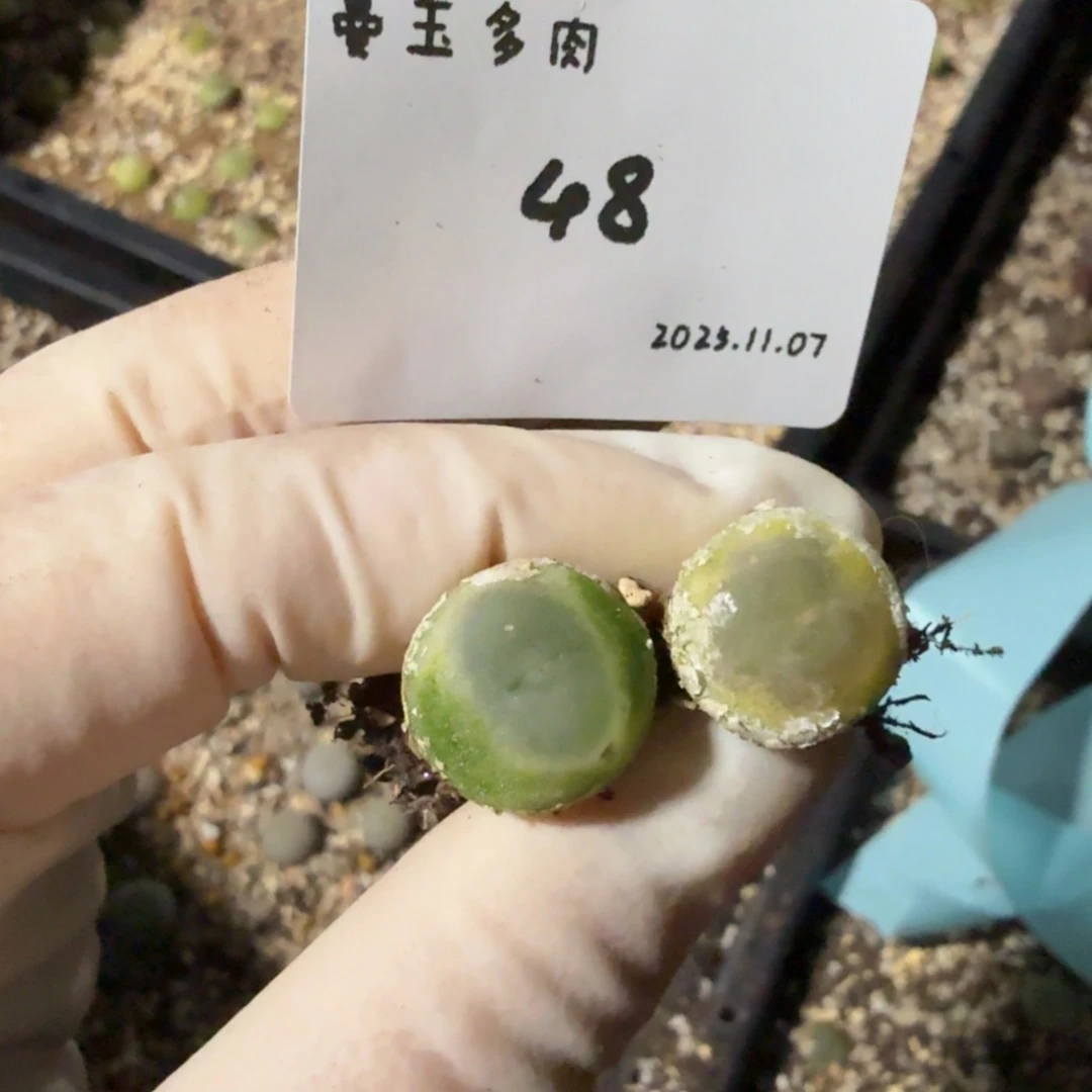 大***虫多肉多肉多肉11.7-048