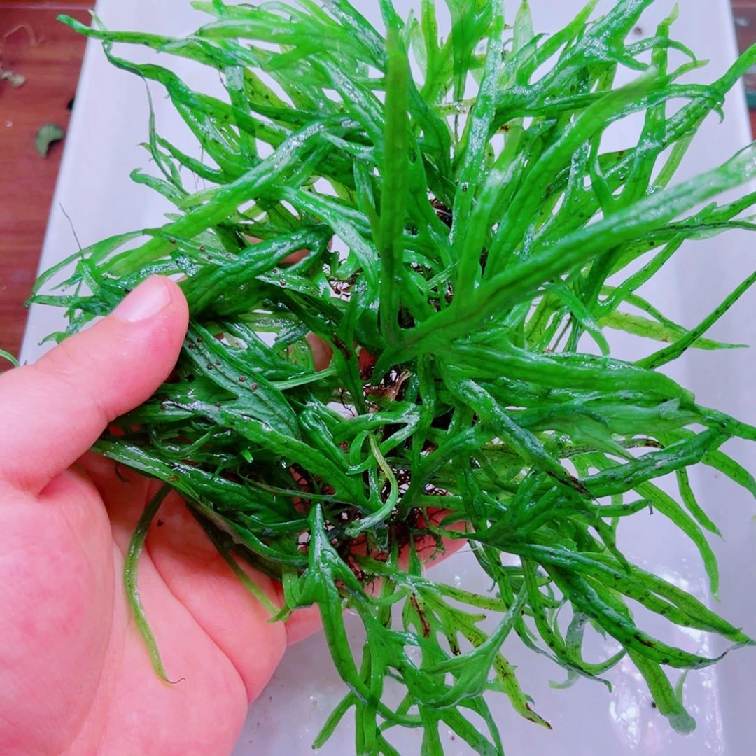 美小呆哇塞套餐一份
