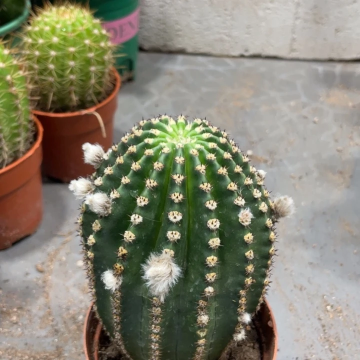 粉金刚新品带花苞一杯