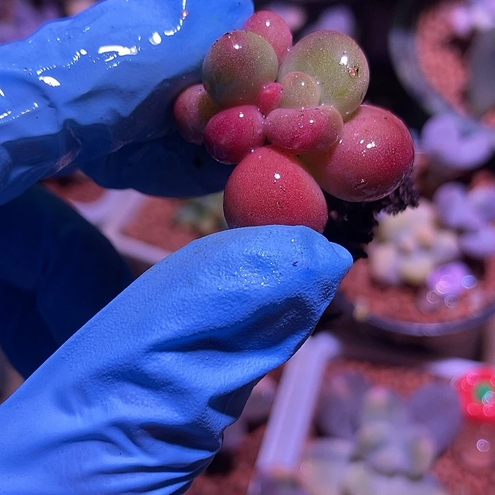 Kk奶酪锦多肉植物