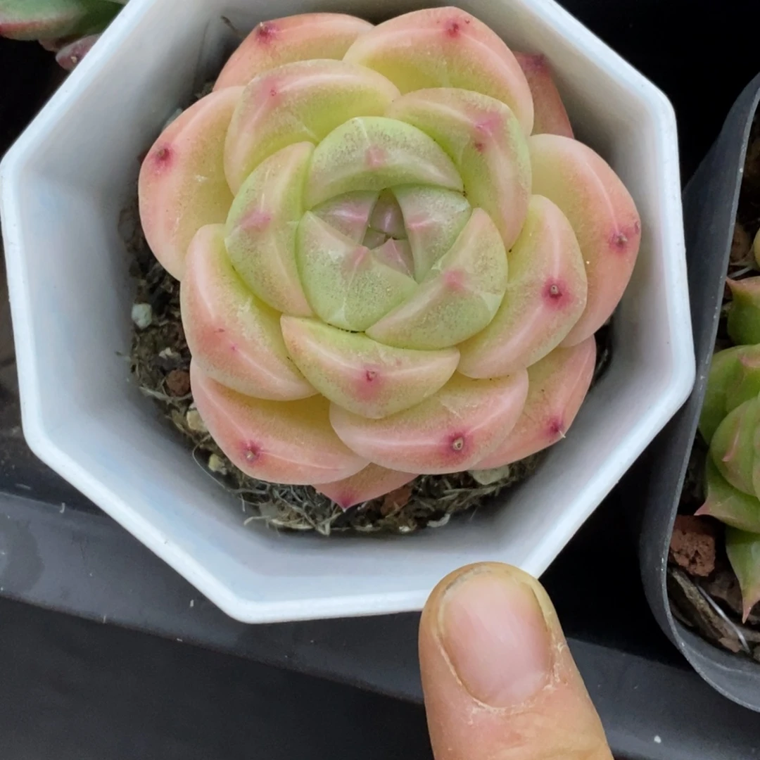 精品多肉一物拍不包整334