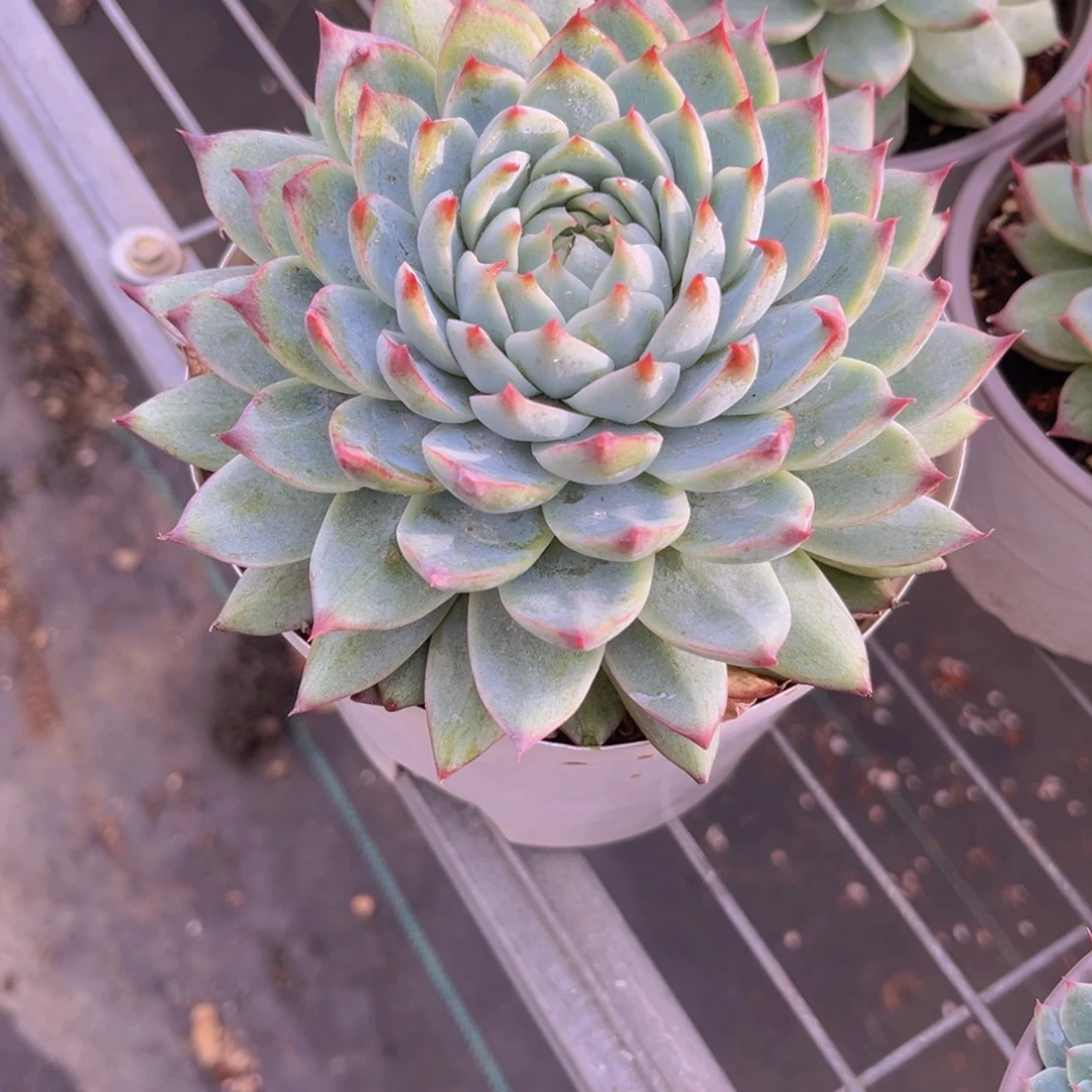 *****蔷薇999999999999