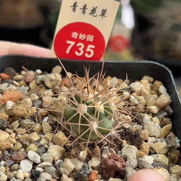 实生输入琥头玉一棵仙人球