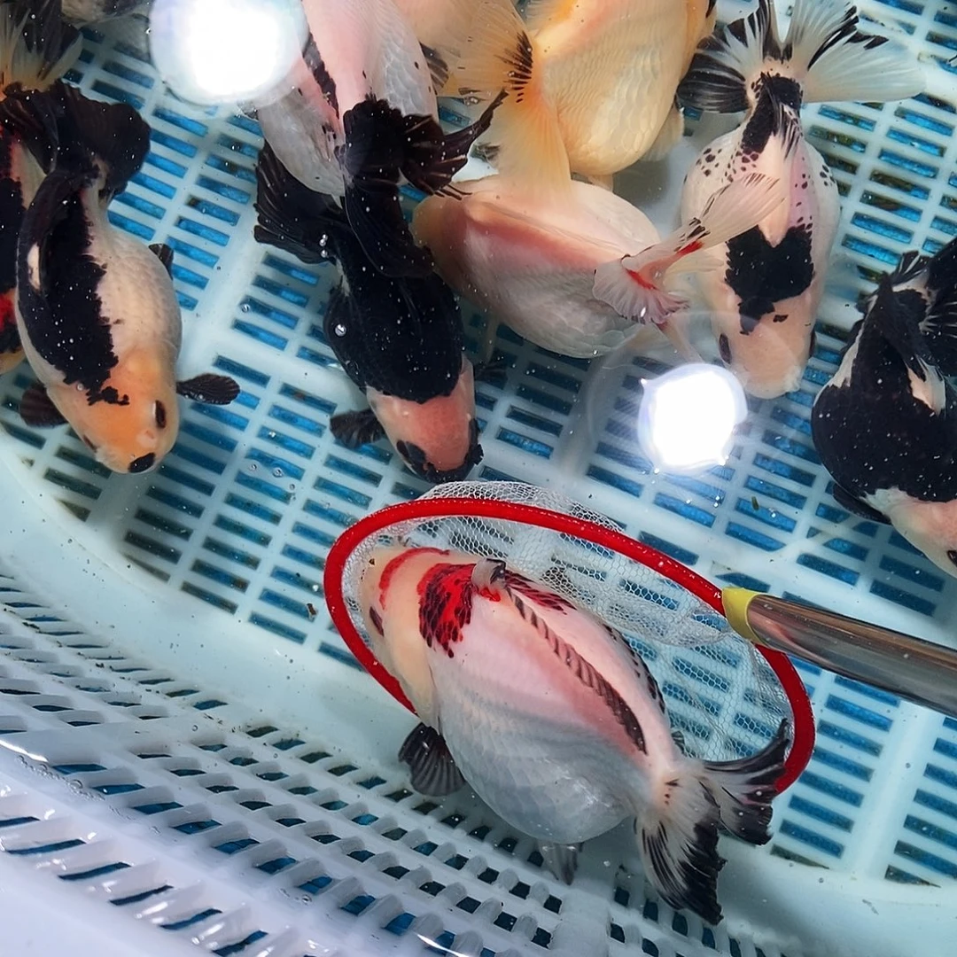 无***我海水鱼1条玛丽玛丽玛丽