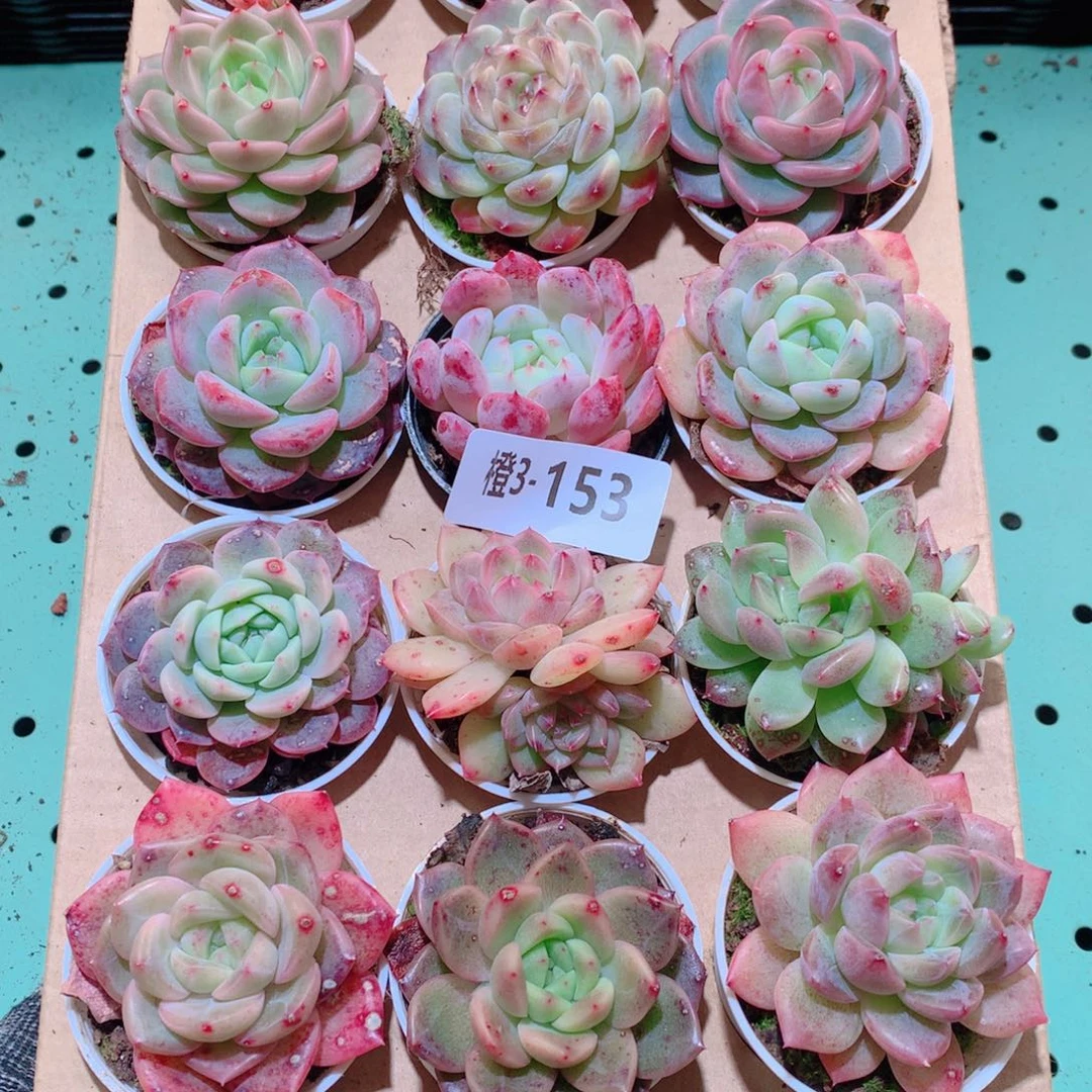 3-153一物一拍多肉带盆18颗