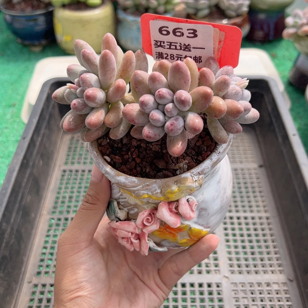 表妹精品多肉植物663.