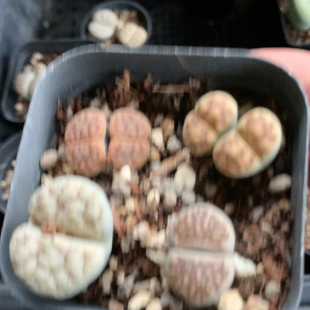肖*子K383多肉植物保护