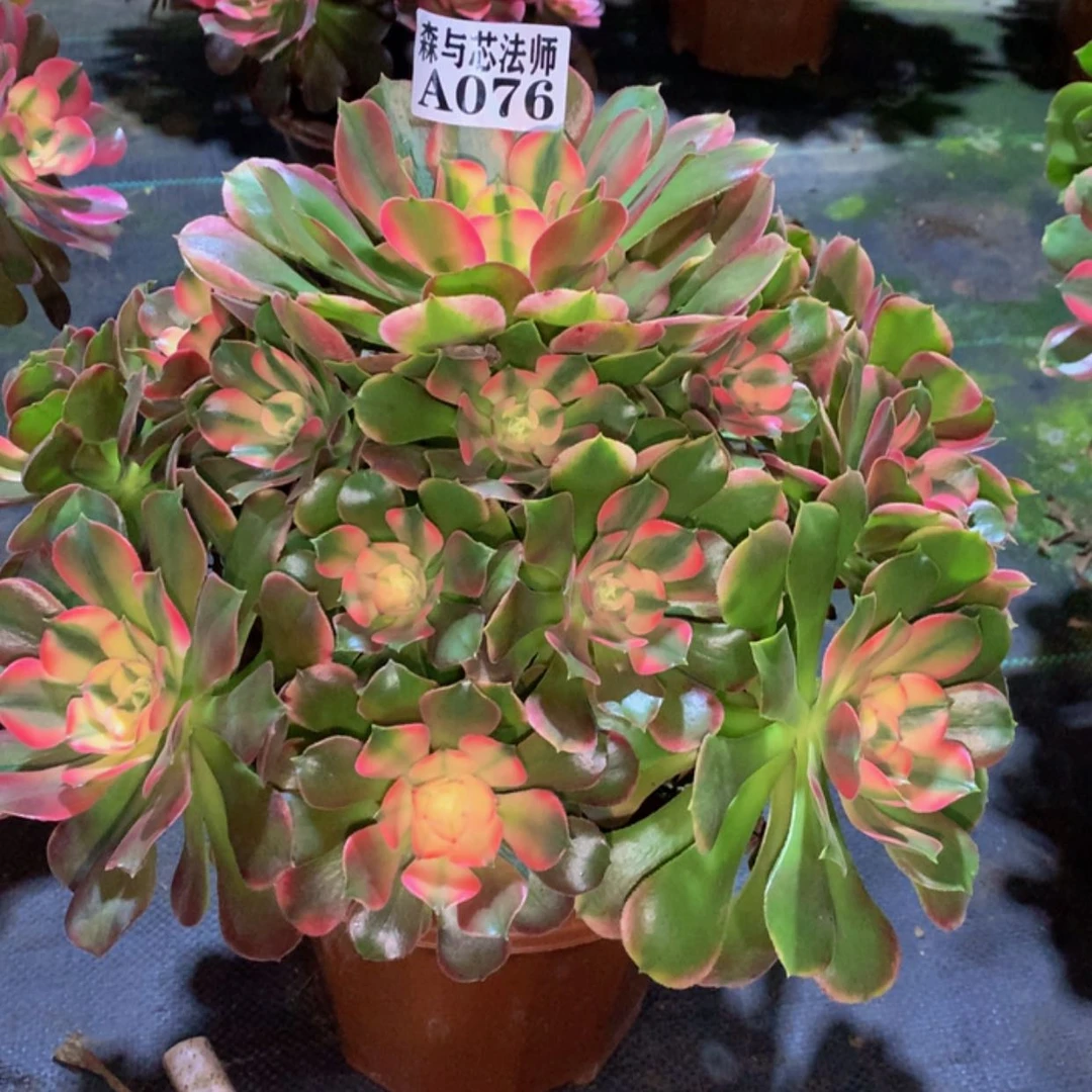 【闪购商品】76香妃