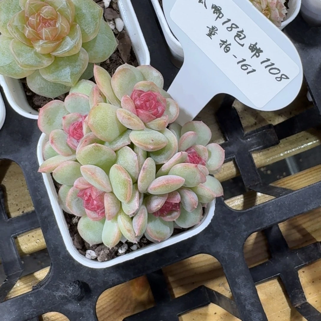 1108-161-琴心一物一拍