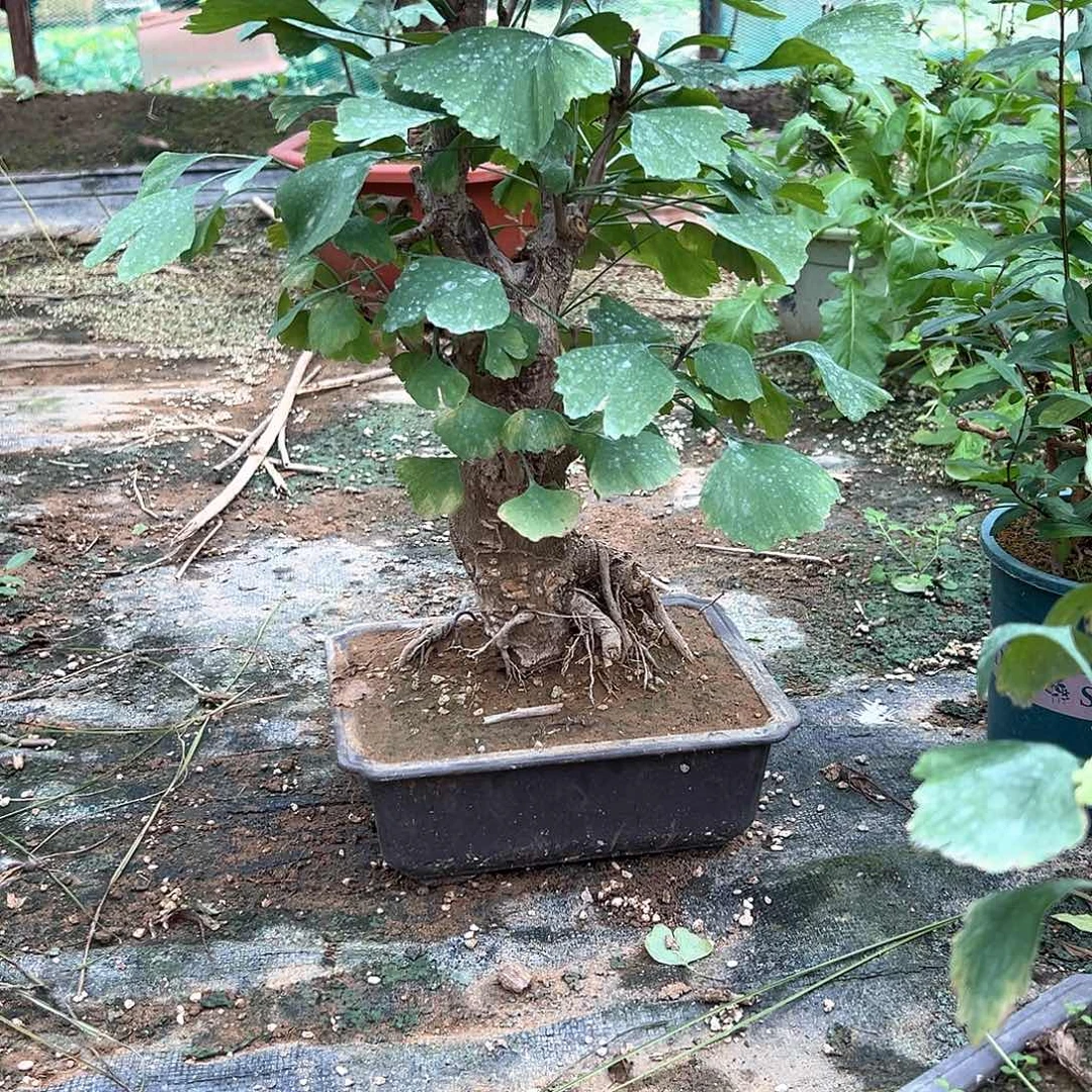 柒***号无花朵银杏盆景带盆