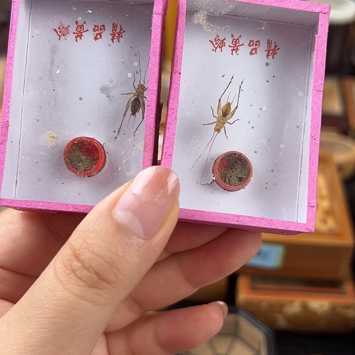 仅一天鸣虫2元开始包邮