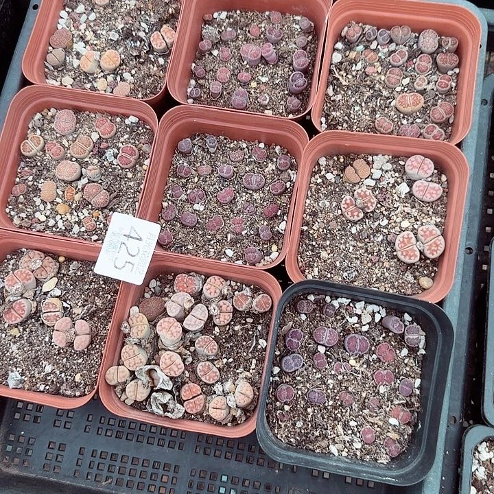 哈哈笑了好喜欢425好