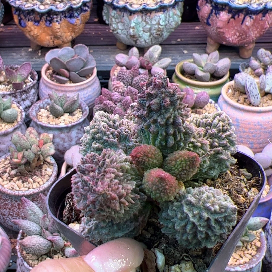 朱紫玉。
