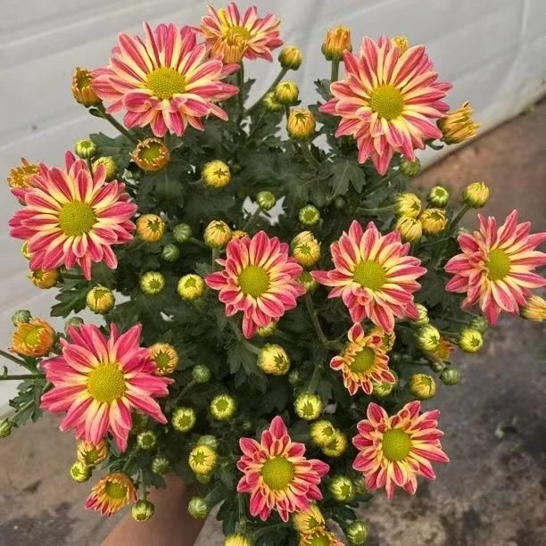 奶油条纹斑纹菊荷兰菊小雏菊(条纹花边 颜值高)阳台庭院开花植物
