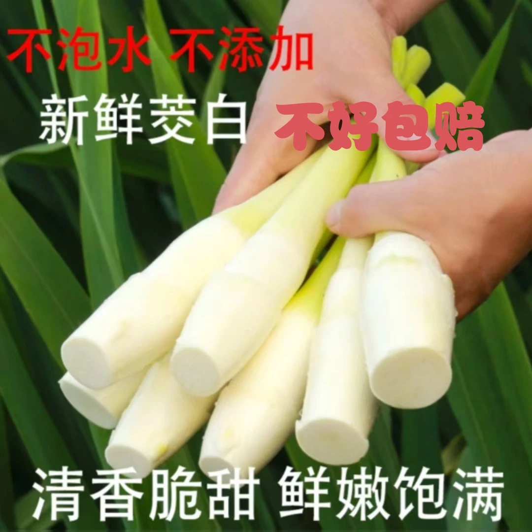 【江浙沪隔日到】不打药茭白新鲜时令蔬菜高笋农产品不泡水孕妇月子