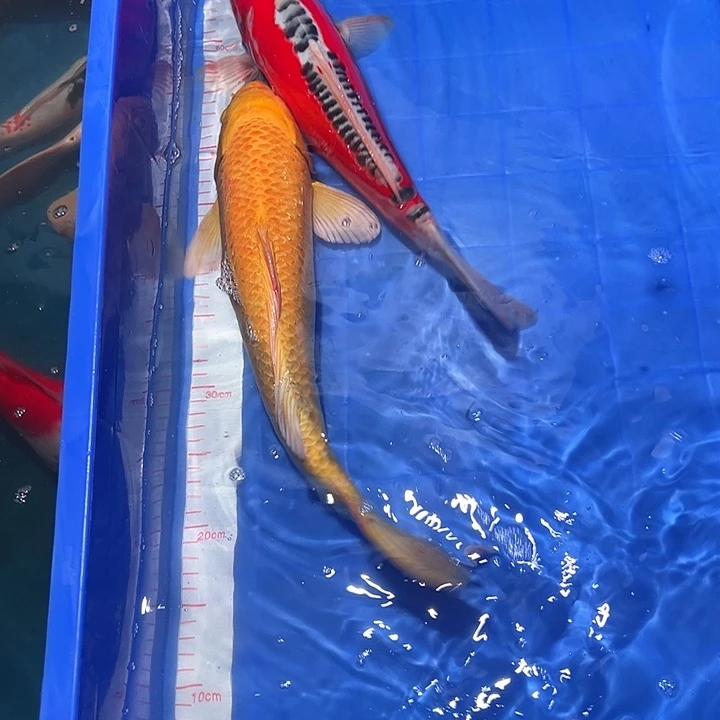 海水精品锦鲤漂漂亮亮