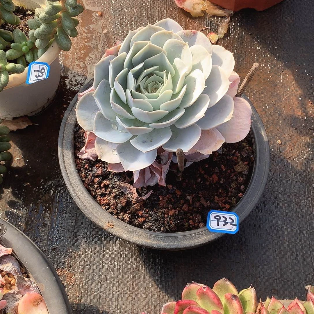 932圣卡 一物一拍多肉