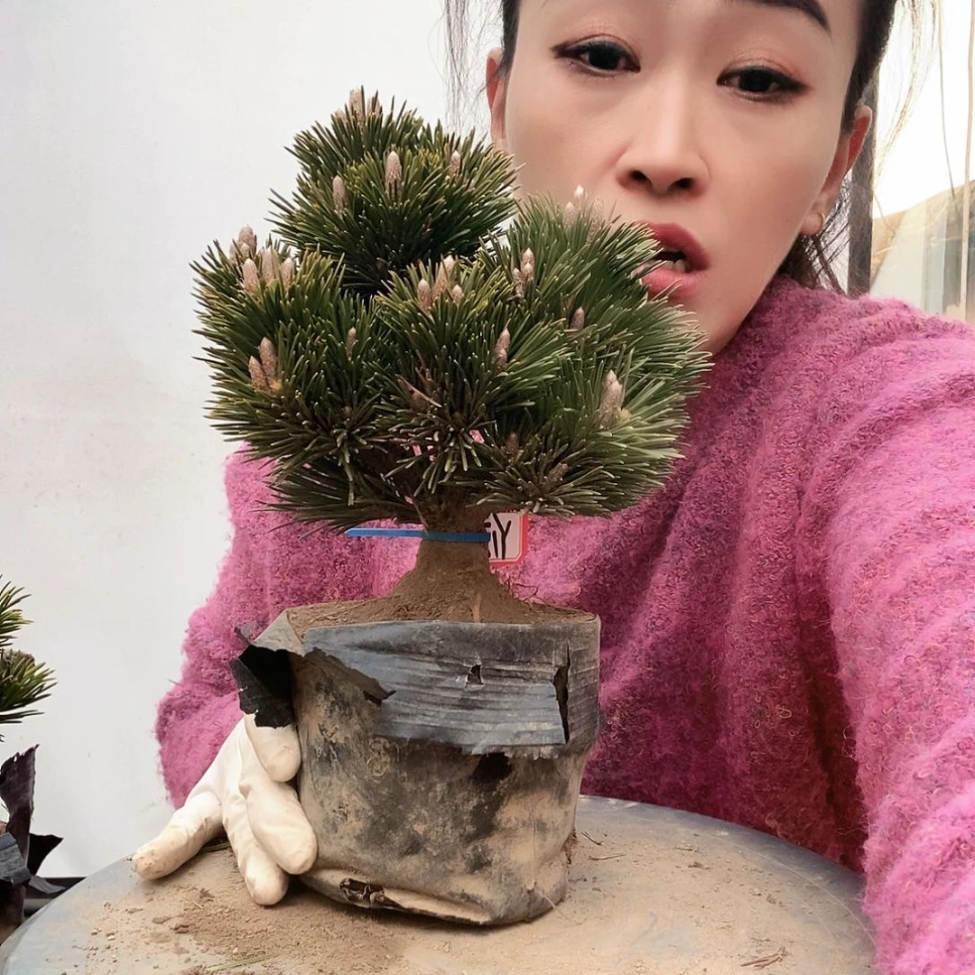 无花朵植物形态多年生草本