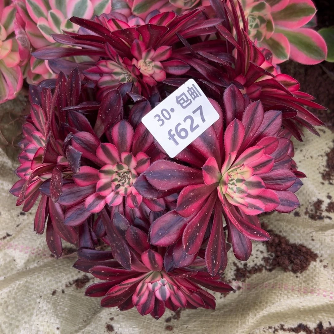 627 多肉法师黑铜白