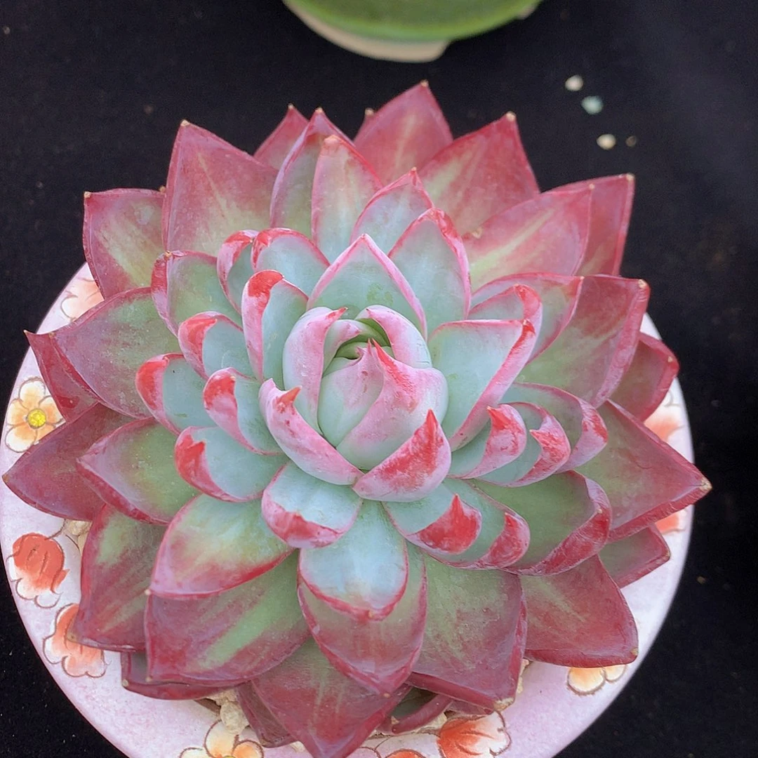 惊鸿多肉一物一拍