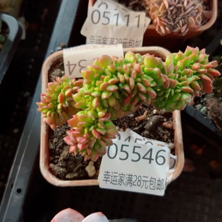幸运的人会遇到你喜欢你喜欢