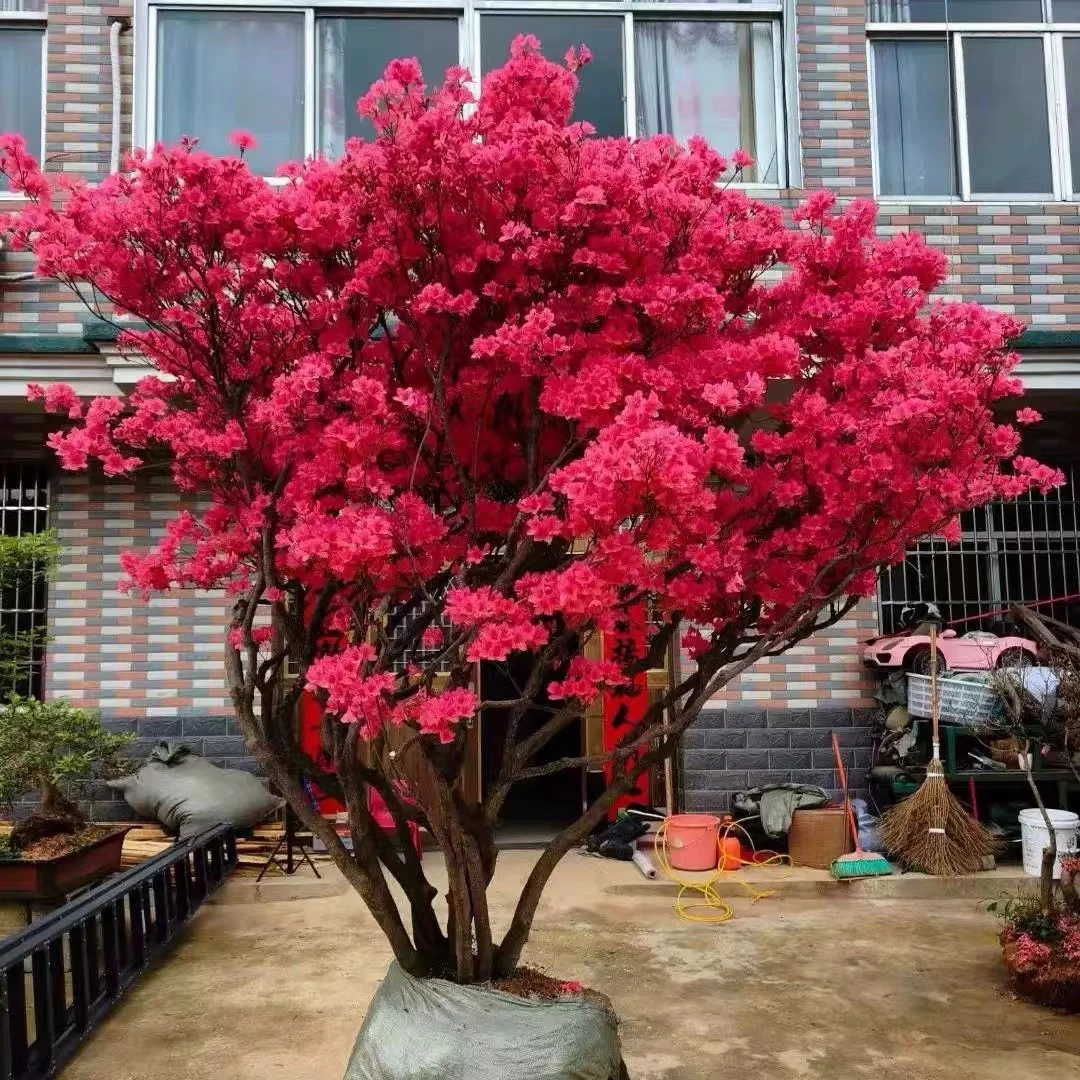 大别山映山红耐寒老桩